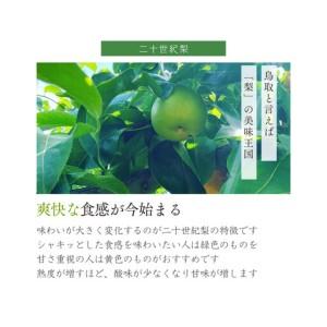 ふるさと納税 数量限定 鳥取県産 梨 訳あり ご自宅用 二十世紀梨 5kg 鳥取県琴浦町_2