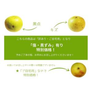 ふるさと納税 数量限定 鳥取県産 梨 訳あり ご自宅用 二十世紀梨 5kg 鳥取県琴浦町_3