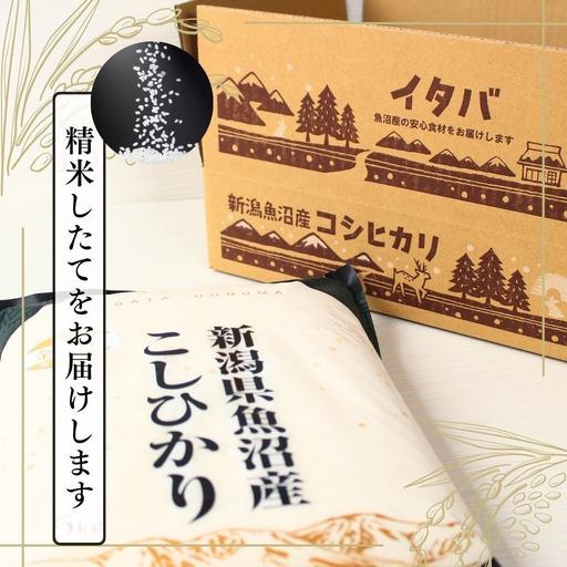 ふるさと納税 【 令和8年産米 先行予約 】魚沼産コシヒカリ 金印 高