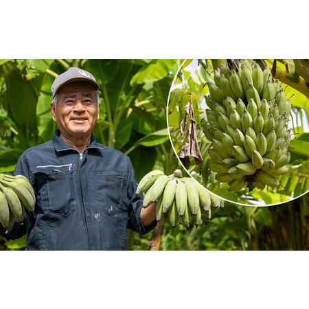 ふるさと納税 【沖縄本島産】金城敏春農園の「アップルバナナ