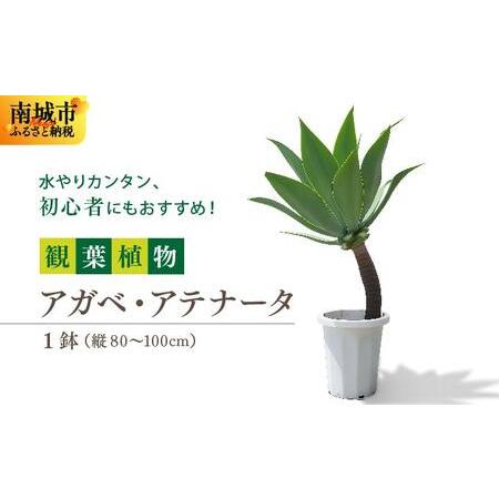 ふるさと納税 アガベ・アテナータ I アガベアテナータ アガベ あがべ