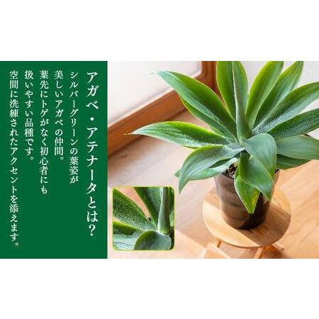 ふるさと納税 アガベ・アテナータ I アガベアテナータ アガベ あがべ