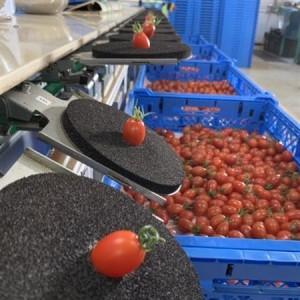 ふるさと納税 ハレノヒトマト　120g×4袋【配送不可地域：離島】【1567799】 三重県_2