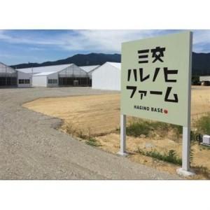 ふるさと納税 ハレノヒトマト　120g×4袋【配送不可地域：離島】【1567799】 三重県_3