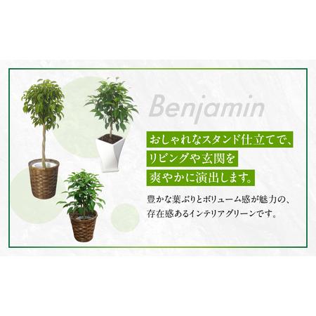 ふるさと納税 ベンジャミン 観葉植物 植物 5号鉢 人気 おしゃれ かわいい お手入れ 室内 大鉢 中型 インテリア リビング 玄関 寝室 キッチン オ.. 愛知県田原市