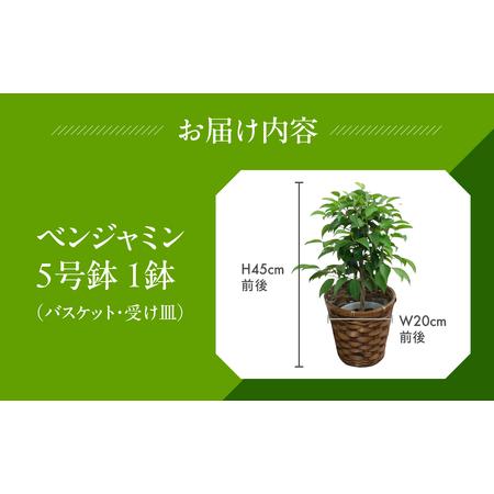 ふるさと納税 ベンジャミン 観葉植物 植物 5号鉢 人気 おしゃれ かわいい お手入れ 室内 大鉢 中型 インテリア リビング 玄関 寝室 キッチン オ.. 愛知県田原市