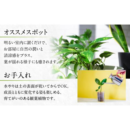 ふるさと納税 ベンジャミン 観葉植物 植物 5号鉢 人気 おしゃれ かわいい お手入れ 室内 大鉢 中型 インテリア リビング 玄関 寝室 キッチン オ.. 愛知県田原市