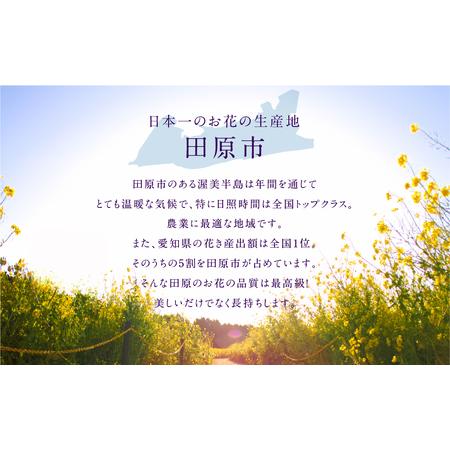 ふるさと納税 ベンジャミン 観葉植物 植物 5号鉢 人気 おしゃれ かわいい お手入れ 室内 大鉢 中型 インテリア リビング 玄関 寝室 キッチン オ.. 愛知県田原市