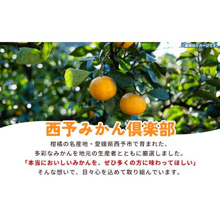 ふるさと納税 【予約受付】＜西予の美味しい柑橘セレクト（ご家庭用