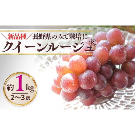 ふるさと納税 [2026年先行予約]クイーンルージュR 約1kg(2~3房)※最低900g以上 |ぶどう ぶどう 長野県千曲市