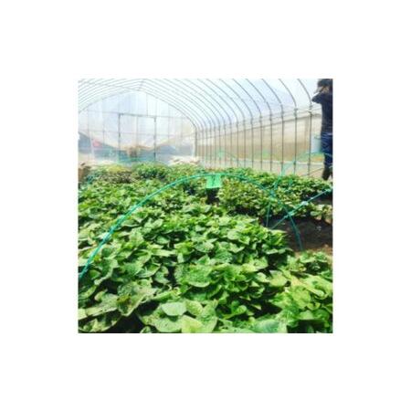 ふるさと納税 ≪飯能産≫さつまいも おまかせ2種食べ比べセット 野菜 サツマイモ HNNL001 埼玉県飯能市の画像