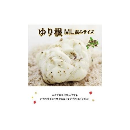 ふるさと納税 【先行予約】北海道ニセコ町 ゆり根M-L混みサイズ2kg【2026年産】【3200401】 北海道ニセコ町
