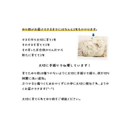 ふるさと納税 【先行予約】北海道ニセコ町 ゆり根M-L混みサイズ2kg【2026年産】【3200401】 北海道ニセコ町