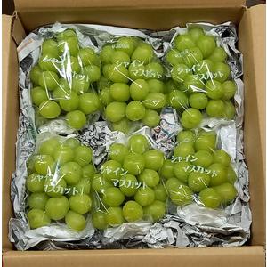ふるさと納税 世羅産シャインマスカット 約3kg(4〜7房)【先行予約・数量限定】カナダ人農園主 ぶどう ブドウ マスカット フルーツ 果物 くだもの.. 広島県世羅町の画像
