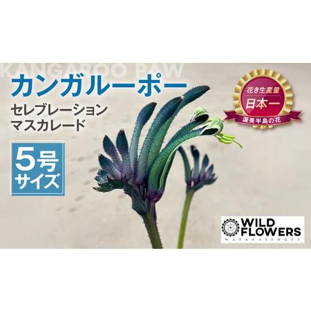 ふるさと納税 [先行予約]カンガルーポー セレブレーション マスカレード 5号サイズ 1鉢 ワタライ園芸 カンガルーポー 観葉植物 花 鉢植え 鉢 .. 愛知県田原市