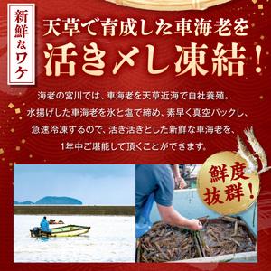 ふるさと納税 S065-004A_活き〆冷凍車海老 1.5kg (500g×3パック)  / 車エビ 車海老 エビ えび 熊本県天草市_1