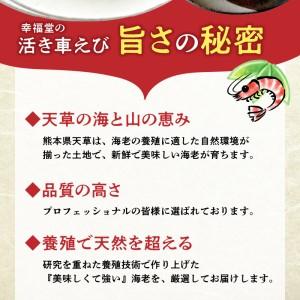 ふるさと納税 S005-003_【鮮度抜群】厳選・幸福堂の活き車えび(1,200g)〈先行予約〉 / 車エビ 車海老 エビ えび 熊本県天草市_2