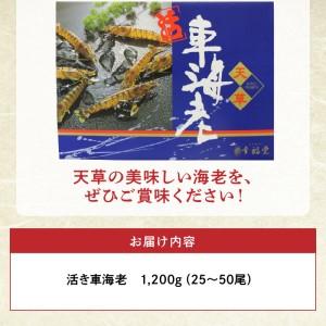 ふるさと納税 S005-003_【鮮度抜群】厳選・幸福堂の活き車えび(1,200g)〈先行予約〉 / 車エビ 車海老 エビ えび 熊本県天草市_3