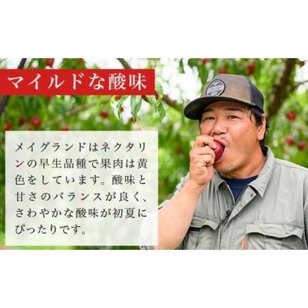 ふるさと納税 メイグランド 約2.6kg ［おぶせファーマーズ］【2026年7月中旬〜8月上旬発送】果物 フルーツ ネクタリン 長野県産 信州産 令和8.. 長野県小布施町の画像