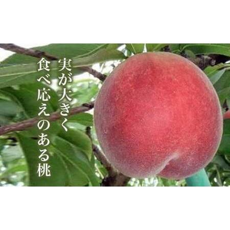 ふるさと納税 なつっこ (白桃） 約3kg 7〜12玉 ［小布施屋］ 桃 白桃 もも モモ フルーツ 果物 令和8年産 【2026年8月上旬〜中旬発送】［A-5］ 長野県小布施町の画像
