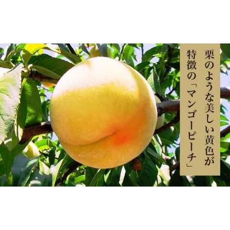 ふるさと納税 先行受付 黄金桃（有袋） 約3kg 7〜12玉 ［小布施屋］令和8年産 【2026年8月下旬〜9月上旬発送】 ［A-214］ 長野県小布施町の画像