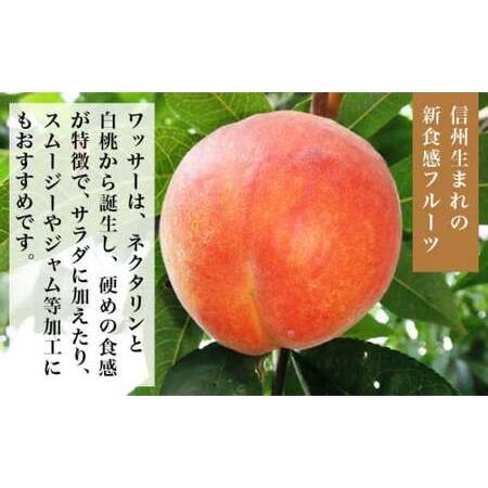 ふるさと納税 ワッサー 約2kg 4〜9玉 ［小布施屋］ フルーツ 果物 長野県産 信州産 クール便 冷蔵便 数量限定 産地直送 令和8年産 【2026年8月.. 長野県小布施町の画像