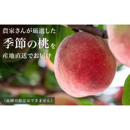 ふるさと納税 季節の桃 約3kg 7〜12玉［ おぶせファーマーズ ］桃 もも モモ ピーチ フルーツ 果物 たまき なつき あかつき 川中島白鳳 なつっ.. 長野県小布施町の画像