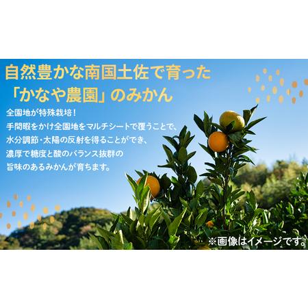 ふるさと納税 みかん 定期便 5回 家庭用 10kg(Lサイズ) みかん Wbe-0126 高知県香南市_1
