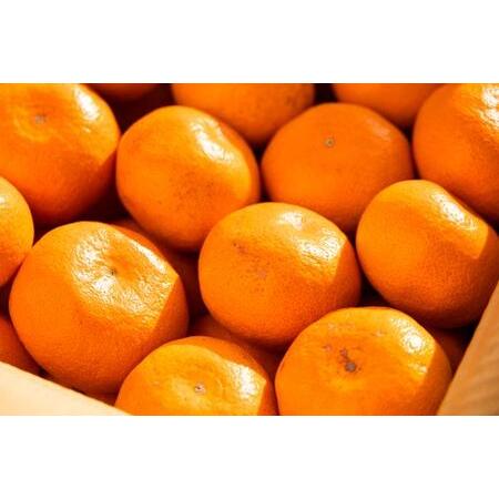 ふるさと納税 みかん 定期便 5回 家庭用 10kg(Lサイズ) みかん Wbe-0126 高知県香南市_3