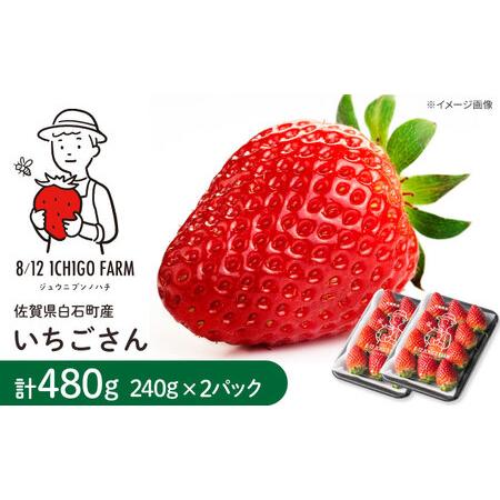 ふるさと納税 [R8年2月以降発送]いちごさん 240g×2パック [8/12ICHIGOFARM][IBR002] 佐賀県白石町