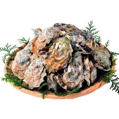 ふるさと納税 [期間限定発送] 牡蠣 生食 平戸産 殻付き 生牡蠣 約2.5kg [北川水産 長崎県 平戸市 hr42bgy400102] 長崎県平戸市