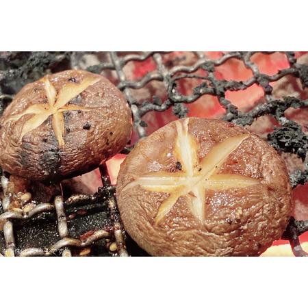 ふるさと納税 きのこ しいたけ きくらげ 椎茸菌床 生椎茸 生きくらげ セット 12回 定期便 [きのこ屋 長崎県 平戸市 hr42bgy410156] 長崎県平戸市_2