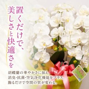 ふるさと納税 光触媒造花胡蝶蘭 3本立（ホワイトイエロー)｜胡蝶蘭 岐阜県大垣市_2