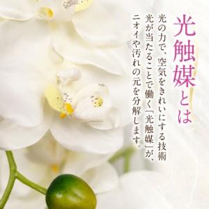 ふるさと納税 光触媒造花胡蝶蘭 3本立（ホワイトイエロー)｜胡蝶蘭 岐阜県大垣市_3