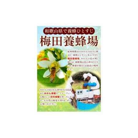 ふるさと納税 純粋はちみつ(みかん蜂蜜)ギフトセット ２本セット 1200g×1本＋450g×1本 梅田養蜂場《90日以内に出荷予定(土日祝除く).. 和歌山県岩出市の画像