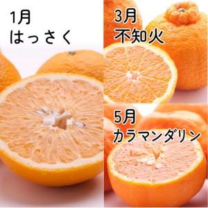 ふるさと納税 厳選 柑橘定期便M（奇数月）全6回 ［IKE293］ 和歌山県印南町_2
