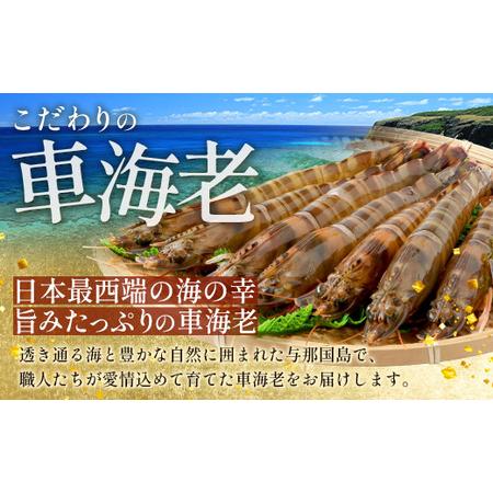 ふるさと納税 こだわりの車海老　有頭車海老（冷凍）250ｇ×3パック F009｜沖縄県 与那国町 与那国 車海老 車エビ 海老 えび エビ 産地直.. 沖縄県与那国町_2