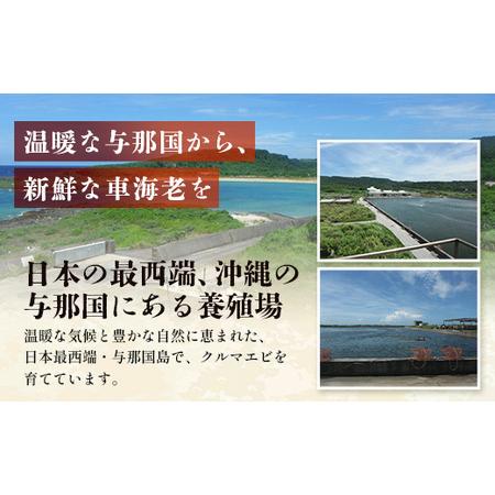 ふるさと納税 こだわりの車海老　有頭車海老（冷凍）250ｇ×3パック F009｜沖縄県 与那国町 与那国 車海老 車エビ 海老 えび エビ 産地直.. 沖縄県与那国町_4