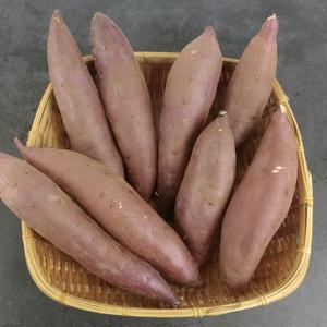 ふるさと納税 【2026年1月より順次発送】仁平さんの熟成紅はるか 約5kg(Mサイズ・洗い)｜さつまいも サツマイモ さつま芋 いも 紅はるか 熟成さ.. 茨城県行方市の画像