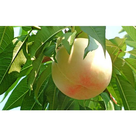 ふるさと納税 桃 2026年 先行予約 白桃 白麗 約750g 3玉 もも 岡山県 赤磐市産 フルーツ 果物 あかいわファーマーズガーデン 果物類 岡山県赤磐市の画像