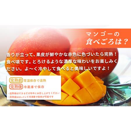 ふるさと納税 沖縄県産 訳ありマンゴー 1.5kg 【 先行予約 2027年発送