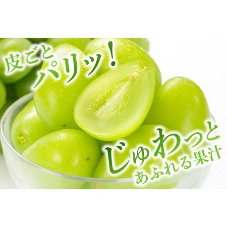 ふるさと納税 【2026年先行予約】石岡市産 シャインマスカット 500〜550g 2房 果物 フルーツ くだもの 茨城県 石岡市【FN-Limited-SP】A38-004 茨城県石岡市_1