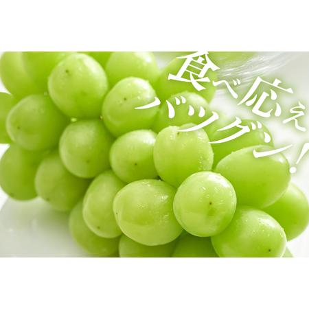 ふるさと納税 【2026年先行予約】石岡市産 シャインマスカット 500〜550g 2房 果物 フルーツ くだもの 茨城県 石岡市【FN-Limited-SP】A38-004 茨城県石岡市_2