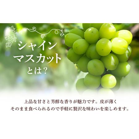 ふるさと納税 【2026年先行予約】石岡市産 シャインマスカット 500〜550g 2房 果物 フルーツ くだもの 茨城県 石岡市【FN-Limited-SP】A38-004 茨城県石岡市_3