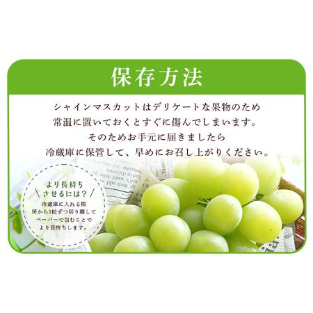 ふるさと納税 【2026年先行予約】石岡市産 シャインマスカット 500〜550g 2房 果物 フルーツ くだもの 茨城県 石岡市【FN-Limited-SP】A38-004 茨城県石岡市_4