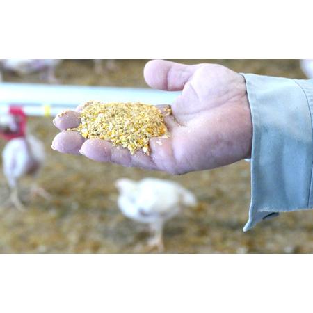 ふるさと納税 【毎月定期便（12ヵ月）】恵那どり ささみ 冷凍 バラ凍【1kg】 [No.1140] ／ 鶏 お肉 とり 岐阜県 岐阜県山県市の画像