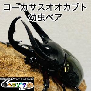 ふるさと納税 コーカサスオオカブト 幼虫 ペア 滋賀県草津市 : ふる