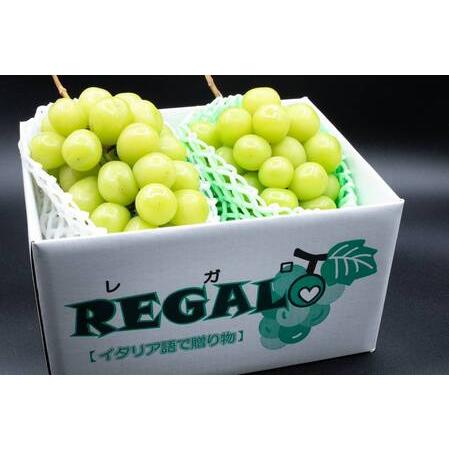 ふるさと納税 [2026年発送先行予約][シーズン中2回お届け定期便]頬張る幸福感 〜 緑の宝石・シャインマスカット 〜 1kg以上 2〜3房 .. 山梨県南アルプス市