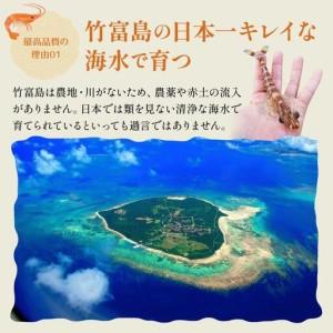 ふるさと納税 車えび 竹富島産 真空パック（冷凍） 250g 沖縄県竹富町_2