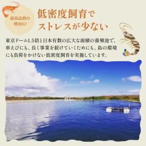 ふるさと納税 車えび 竹富島産 真空パック（冷凍） 250g 沖縄県竹富町_3